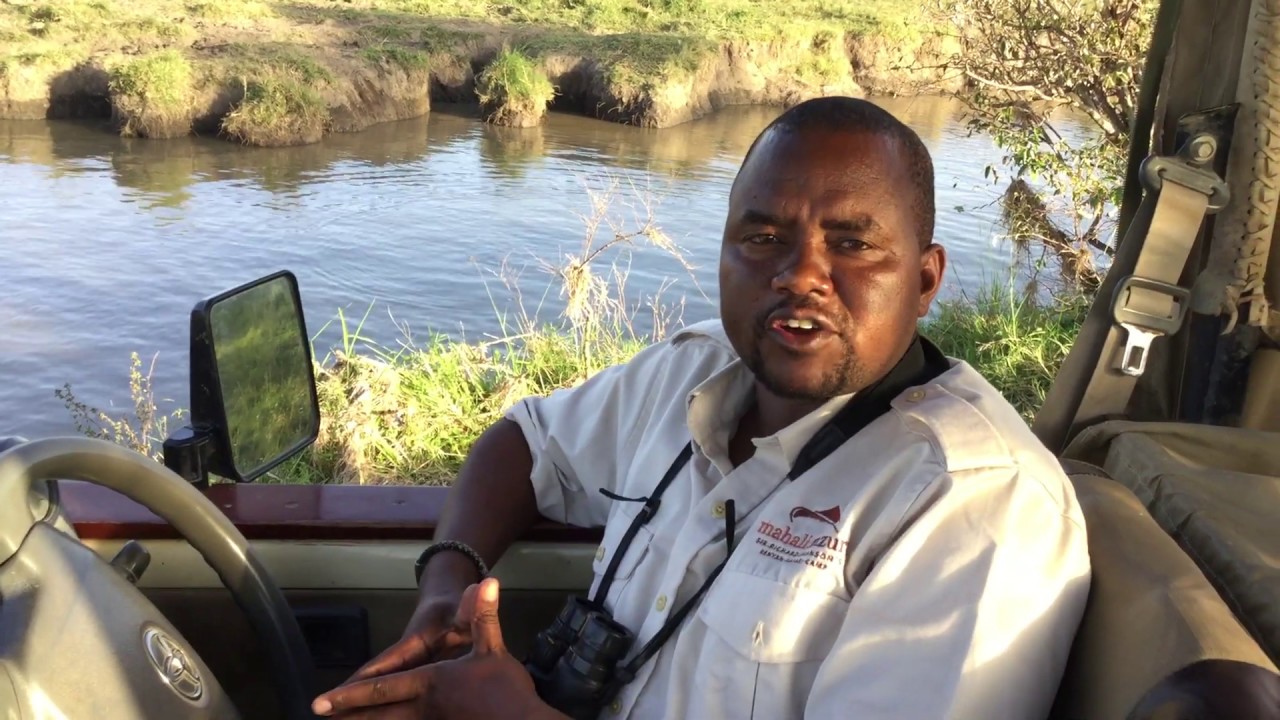 Mahali Mzuri #sofasafari - buffalos and hippos clip