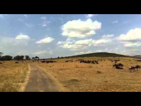 Wildebeest migration heading to Kogatende - HerdTracker Migration Update 30 July 2015
