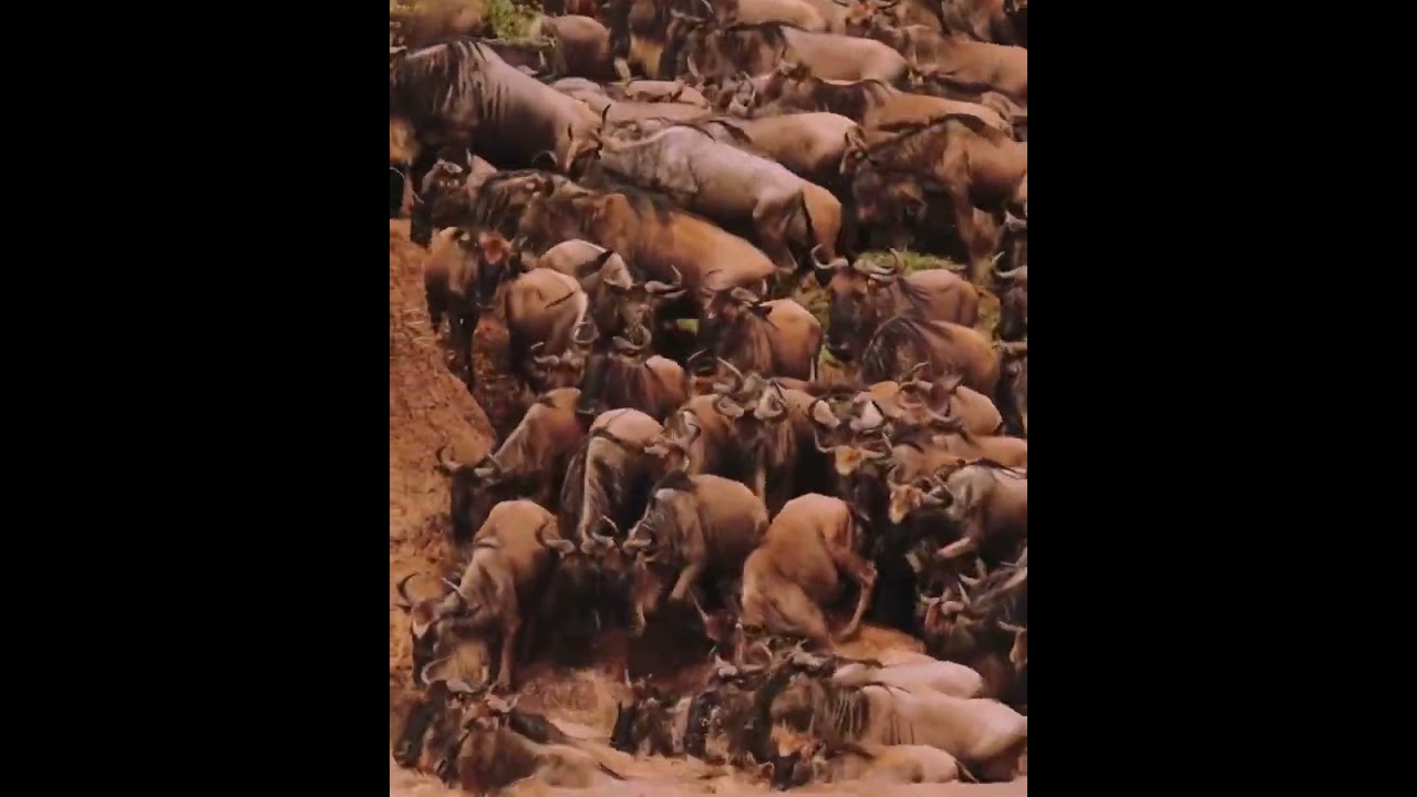 Double River Crossing Drama in the Mara!