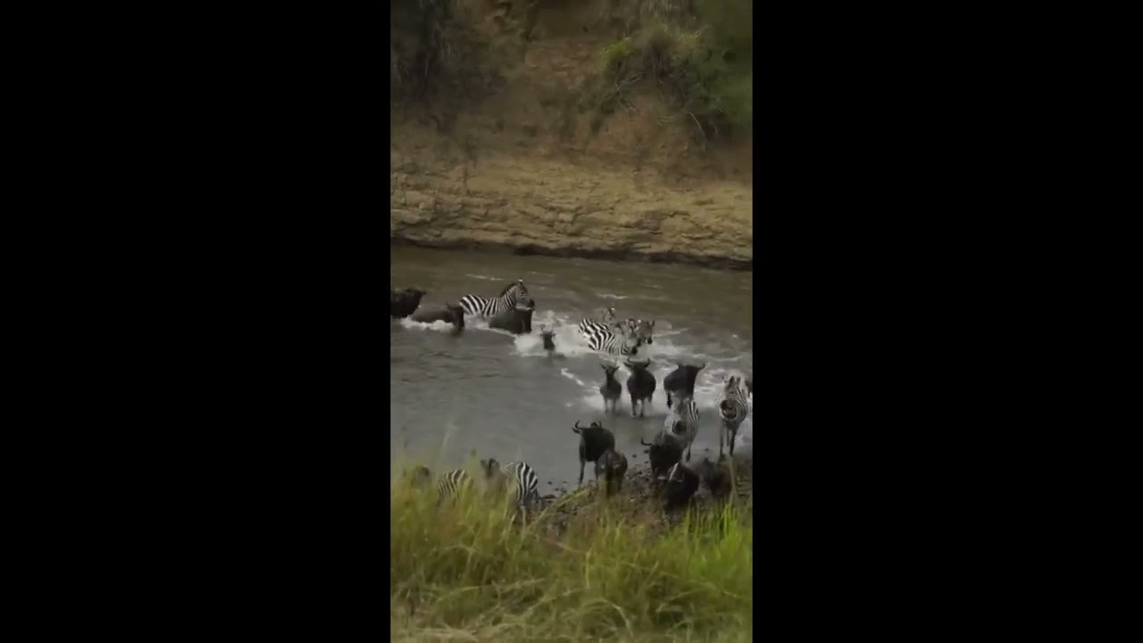 Compilation of 3 Mara river crossings!