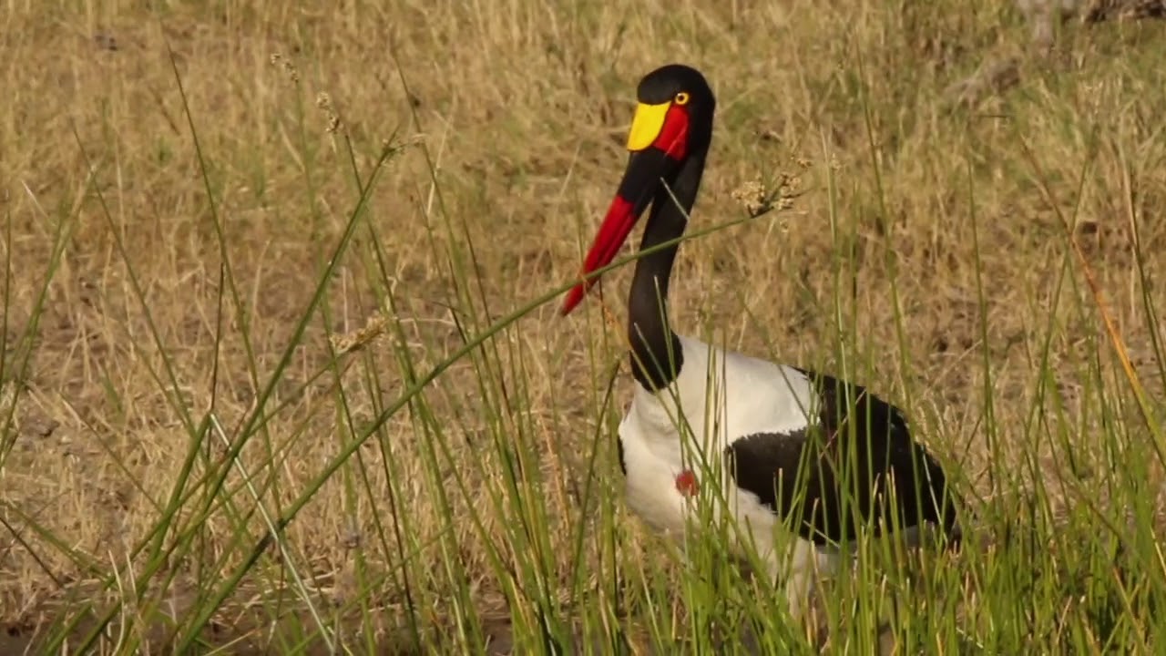 Popular Safari Through The Delta