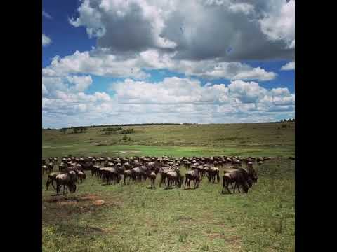 Latest #HerdTracker update: Herds migrating in the Masai Mara National Reserve for greener pastures