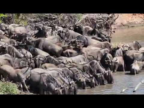 Wildebeest herds spotted taking a drink at the Grumeti River