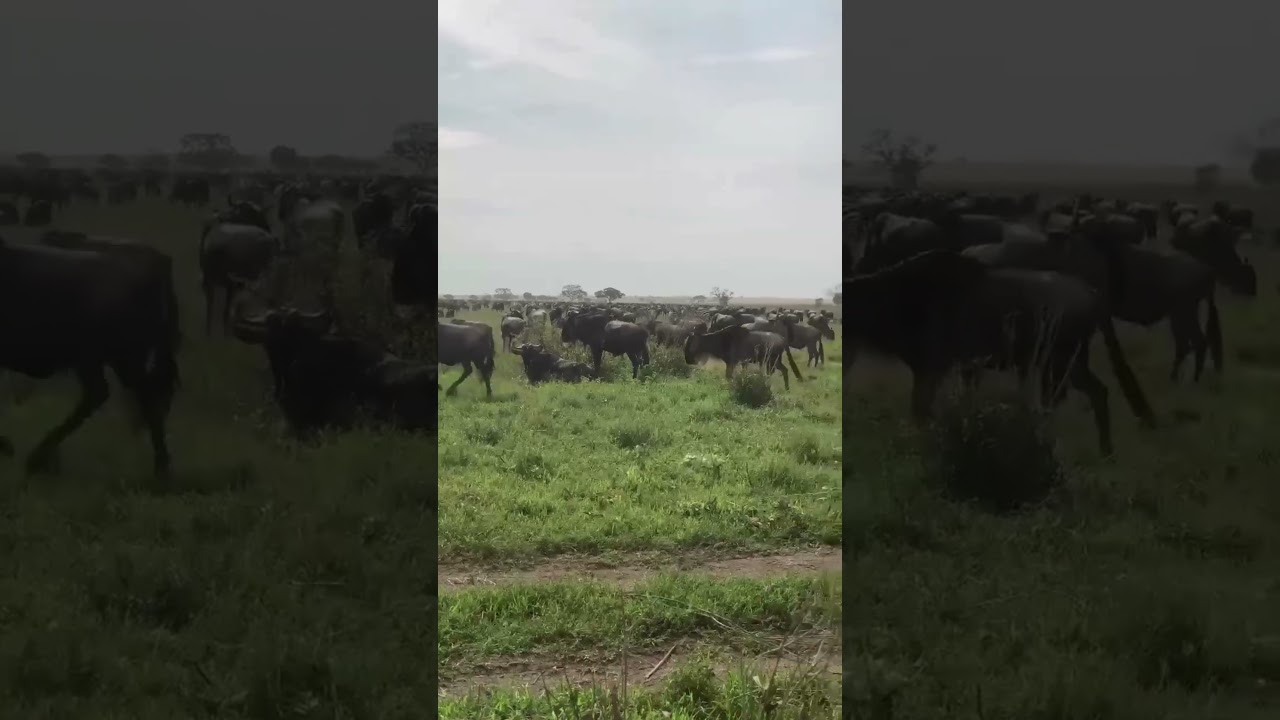 Large wildebeest herd spotted grazing in Mwaumatondo