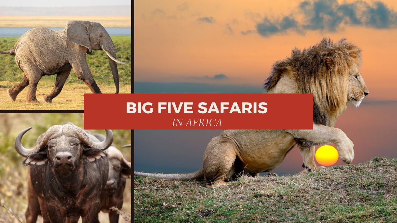 Big five safari South Africa