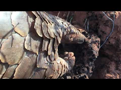 Sighting of a Pangolin eating