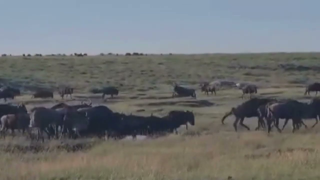 Massive herd spotted grazing near Simba Kopjes!