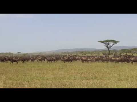 Thousands of Wildebeest seen at the Western Corridor !