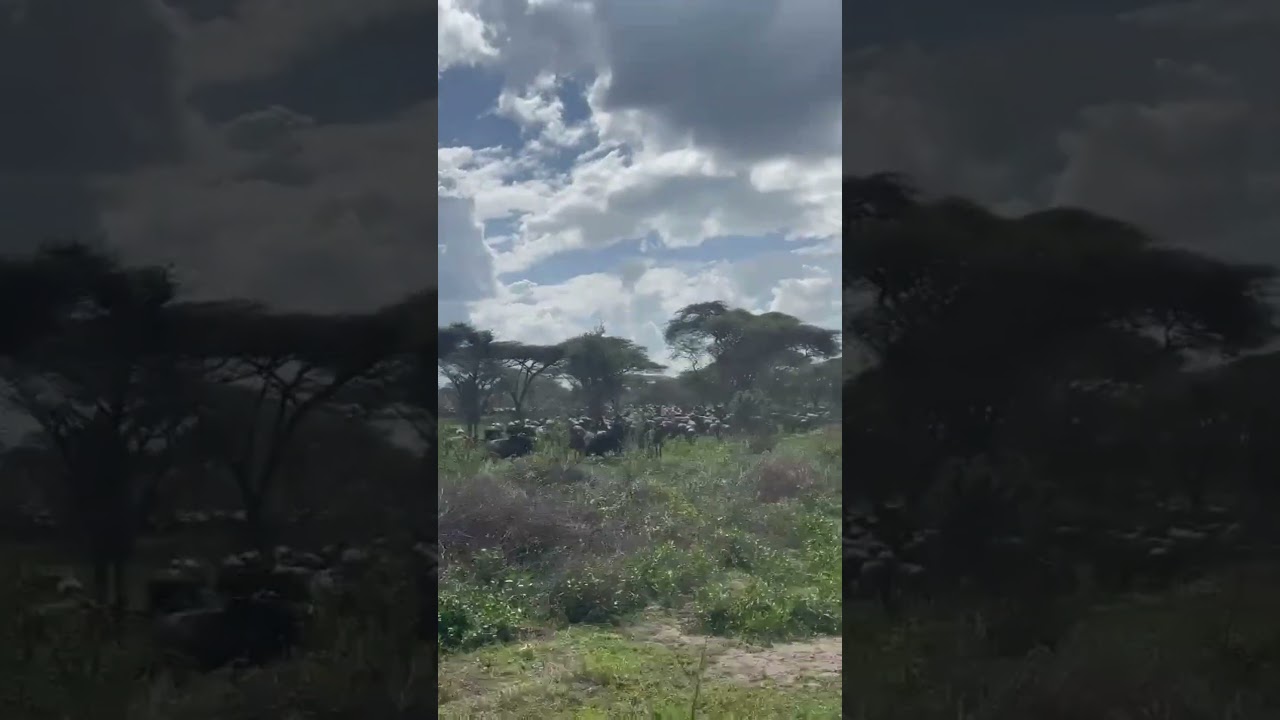 Wildebeest herds spotted in Ndutu!