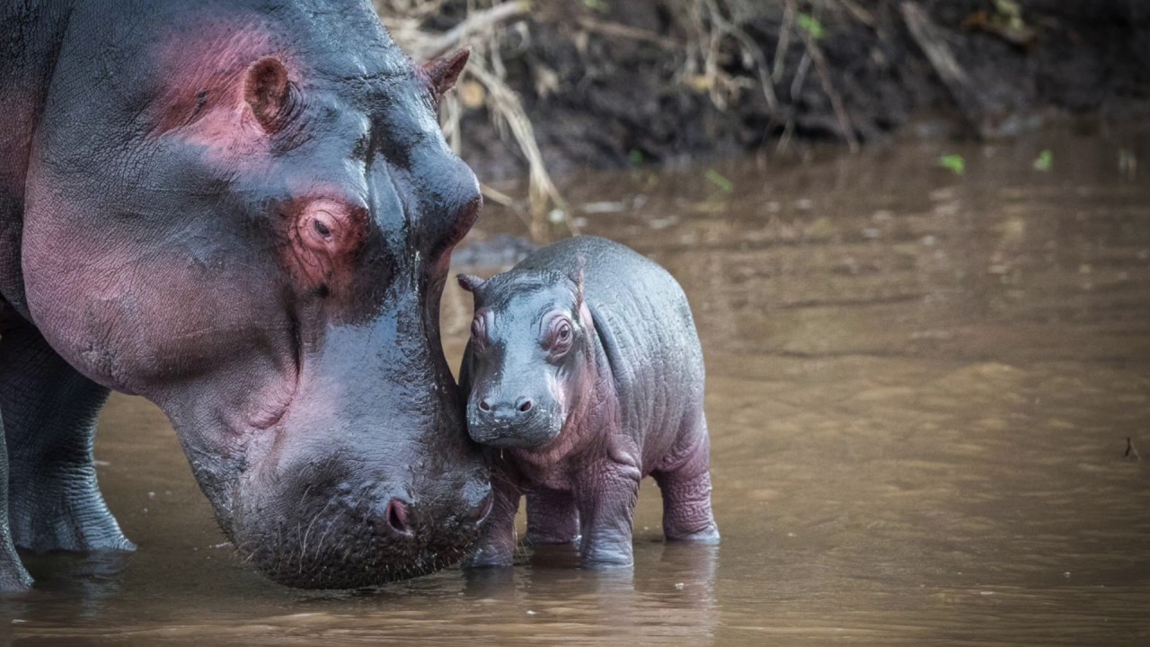 The Maasai Mara all year round