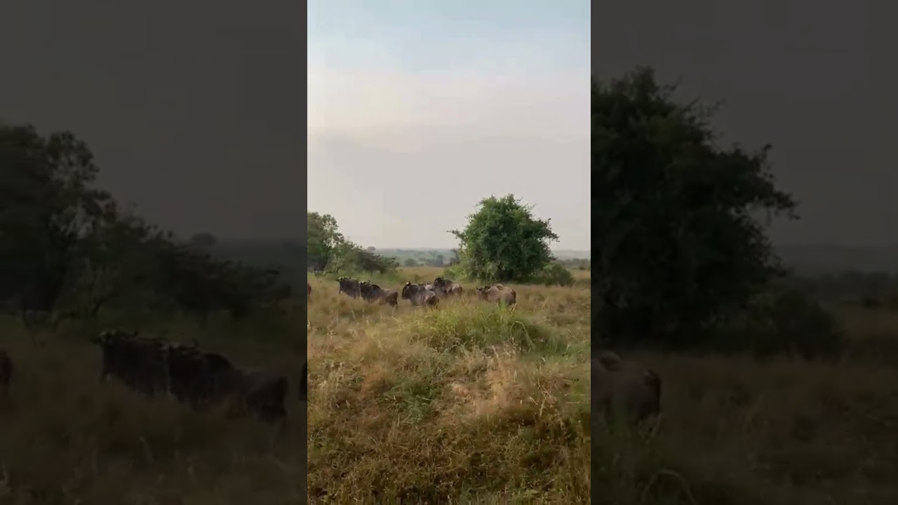 Wildebeest grazing near the Mara River!