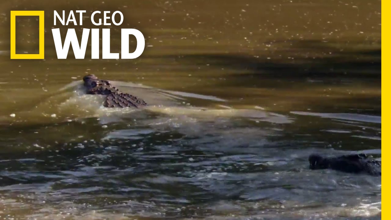 Male Croc Mating Dance | Mother Croc