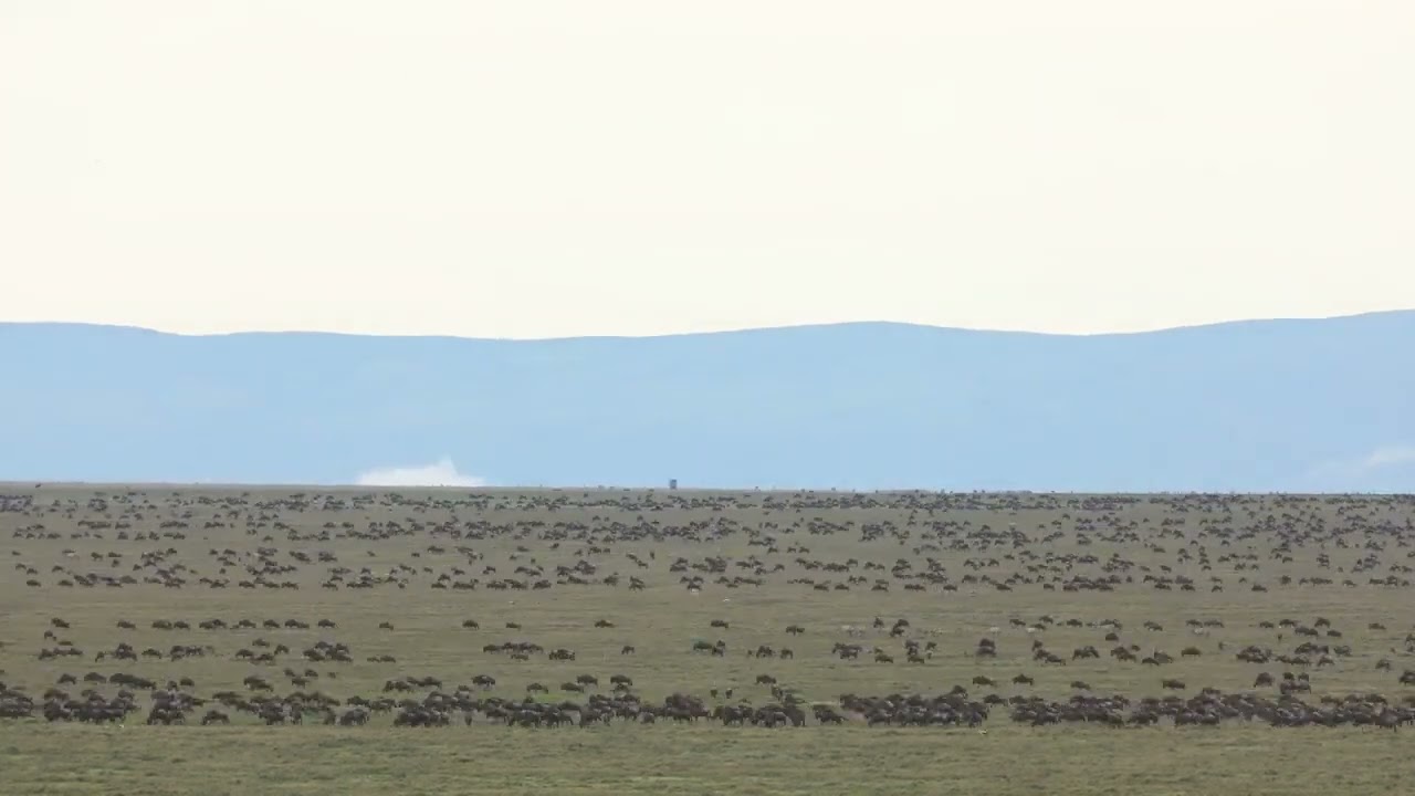Massive amount of Southern Wildebeest Herds on the move!