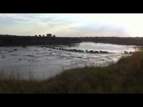 Wildebeest migration crossing Mara River close to Lemala Mara - 7 August 2015