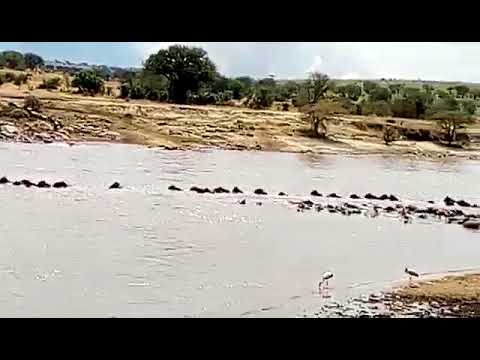 Approximately 2,000 to 4,000 crossing the Mara River