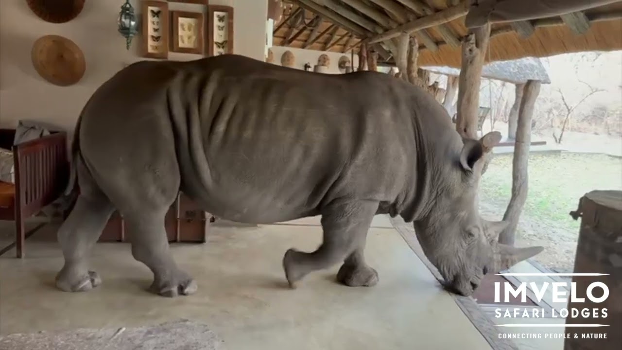 Rhino walks through safari lodge reception