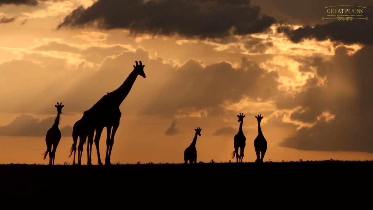 A walk-through of Mara Nyika Camp | Great Plains