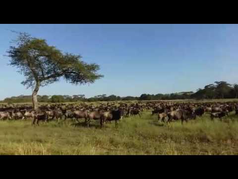The wildebeest migration in Hembe - Part 1