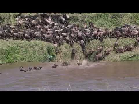 Latest #HerdTracker update: Massive herd crossing point no 0