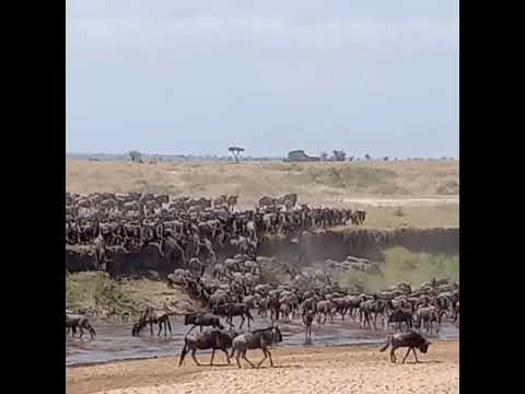 "What an incredible day chasing the herds" - Tyron Walsh Part 1
