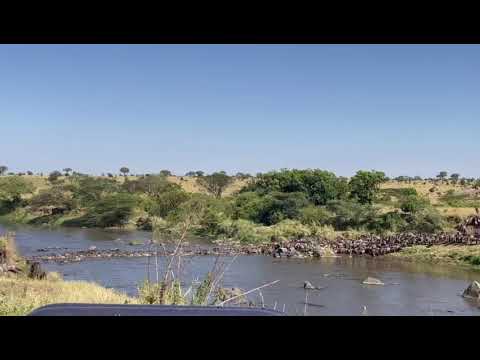 Massive herd crosses the Mara river at crossing no 0