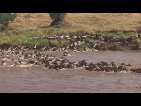 Herds gathered on the Lemala Kuria Hills side crossing point number 9