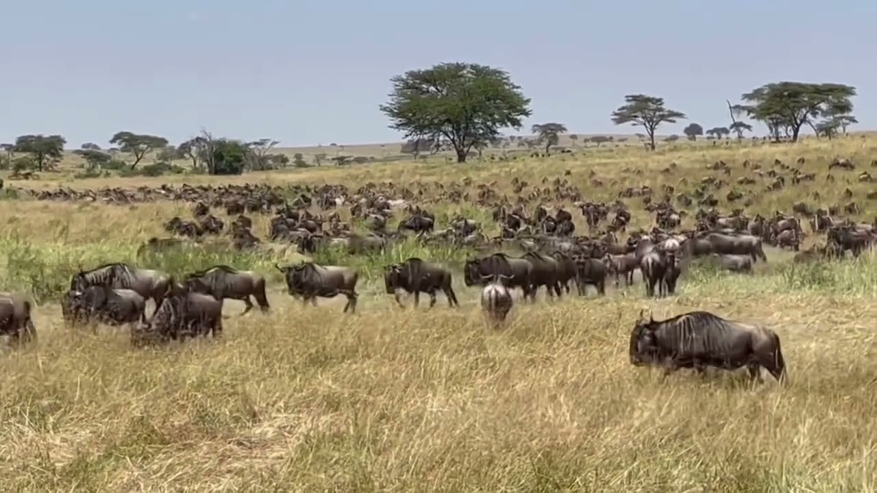 Large wildebeest herd spotted near Lake Masek!