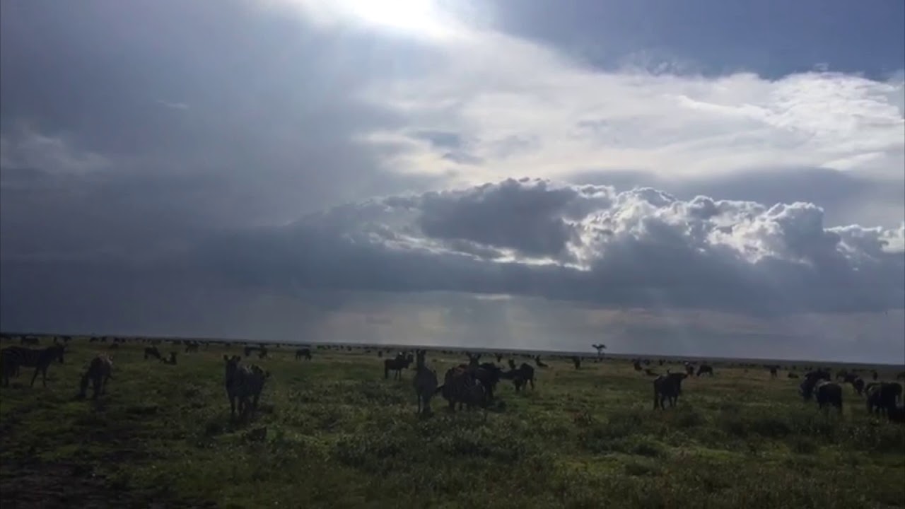 Latest #HerdTracker update: Herds of wildebeest are still in the Southern Serengeti