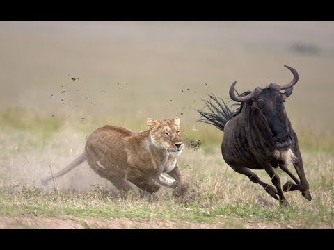 Tour the Masai Mara with us