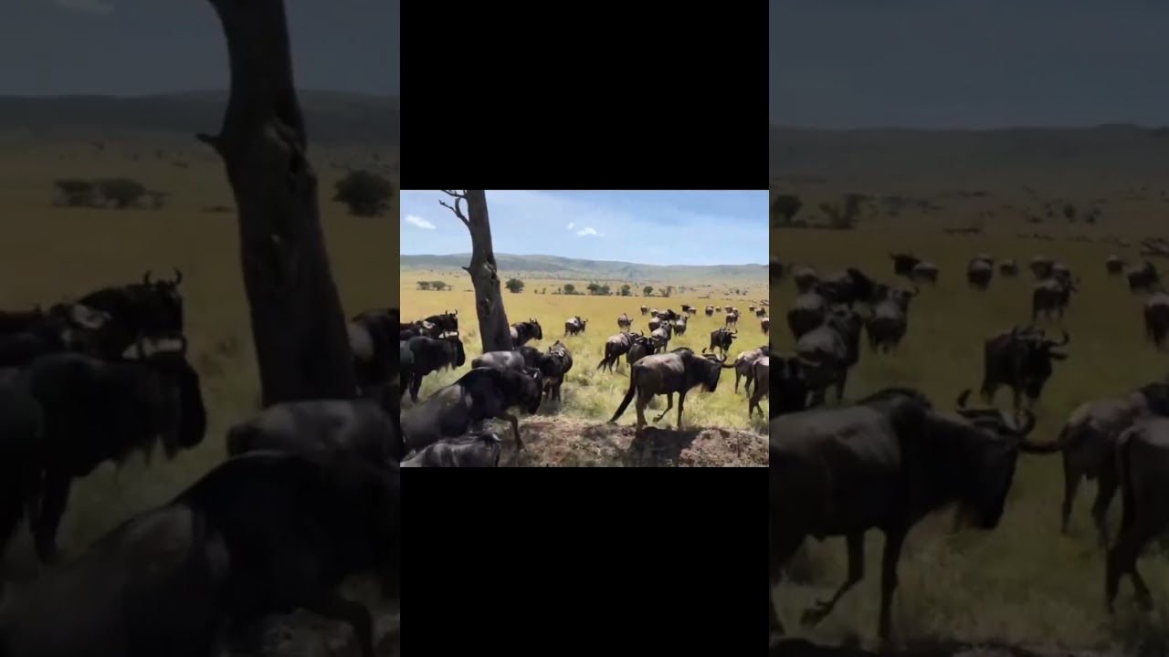 Large herd spotted heading to a crossing