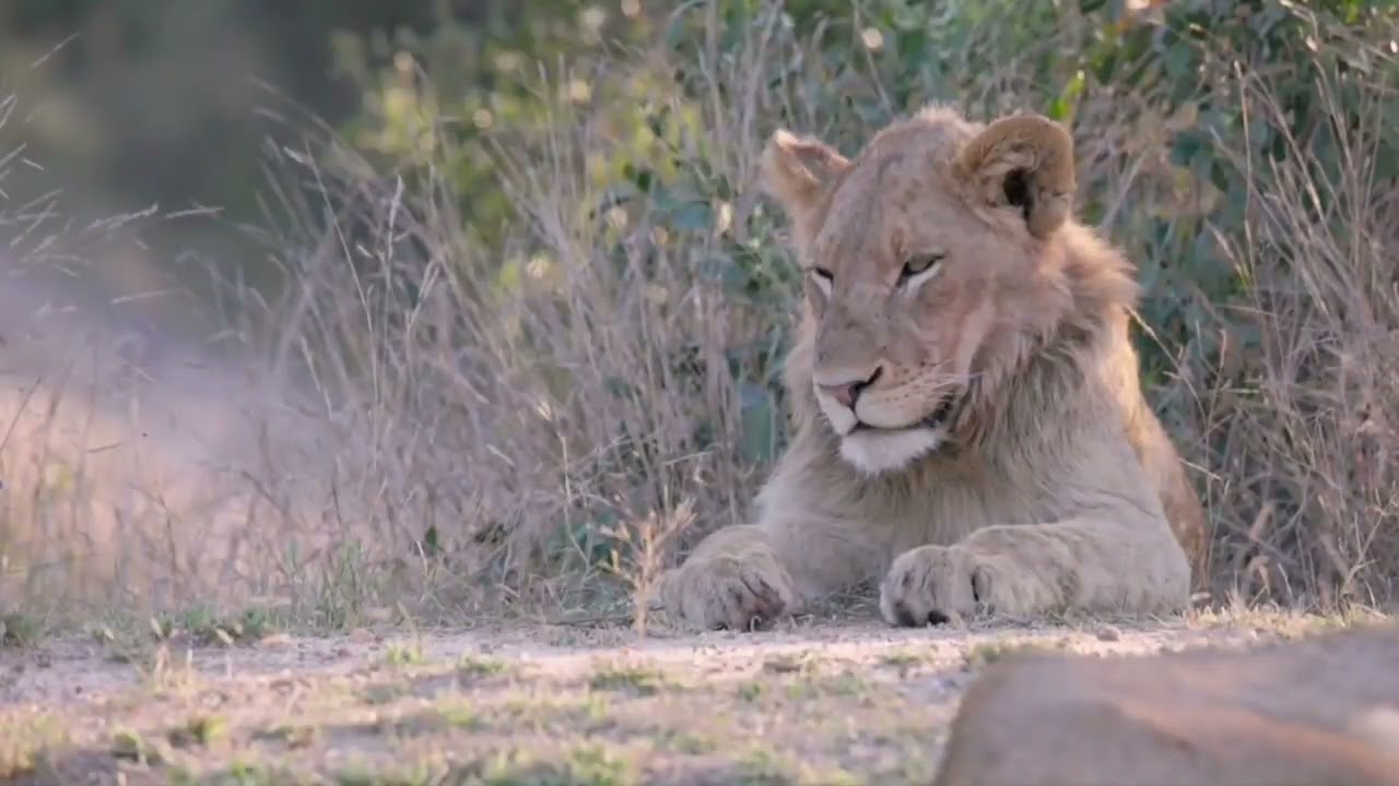Lions of the west. 🦁 #roarsomecontent
