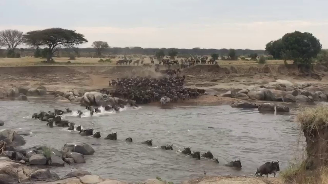 Thousands of gnus (wildebeest) crossing point number 7
