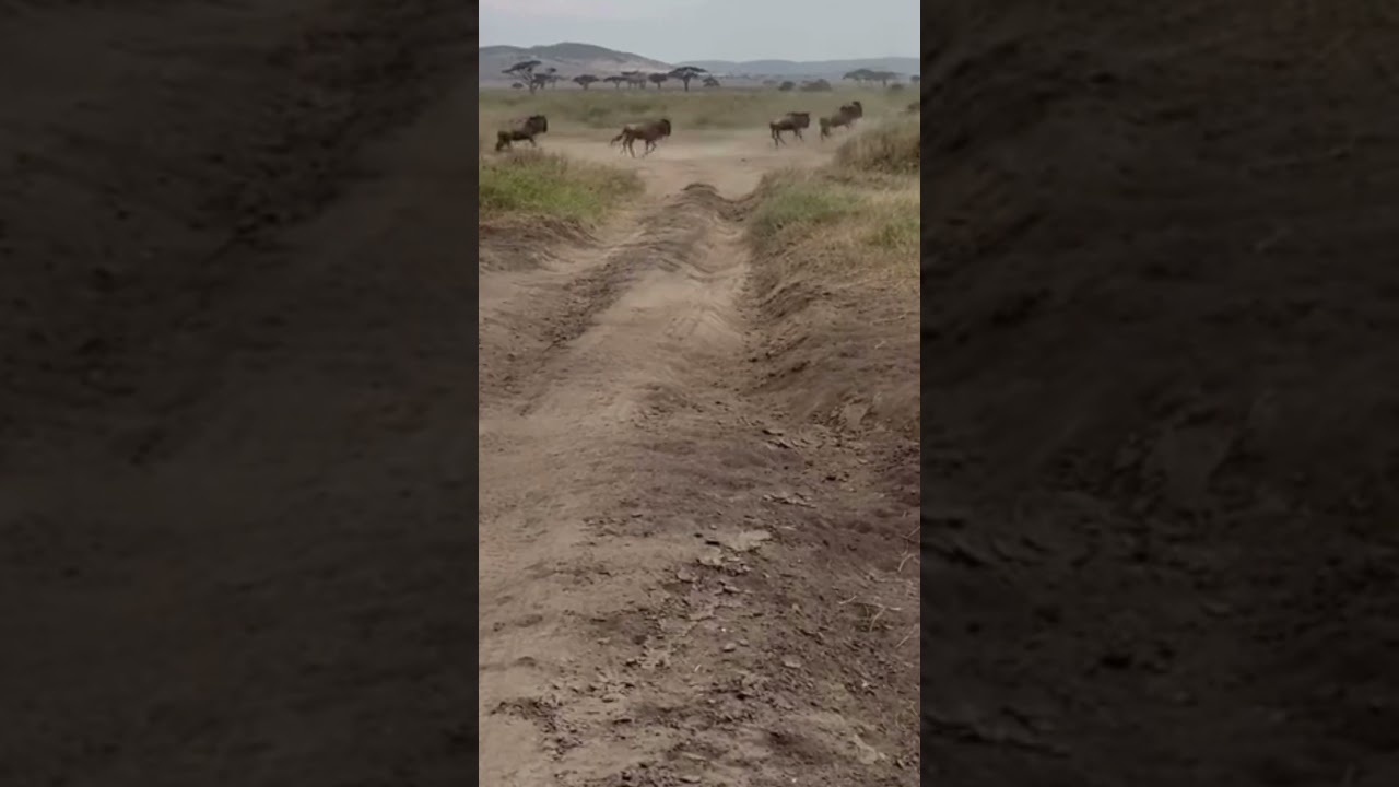 Wildebeest herd spotted on the move north of Seronera!