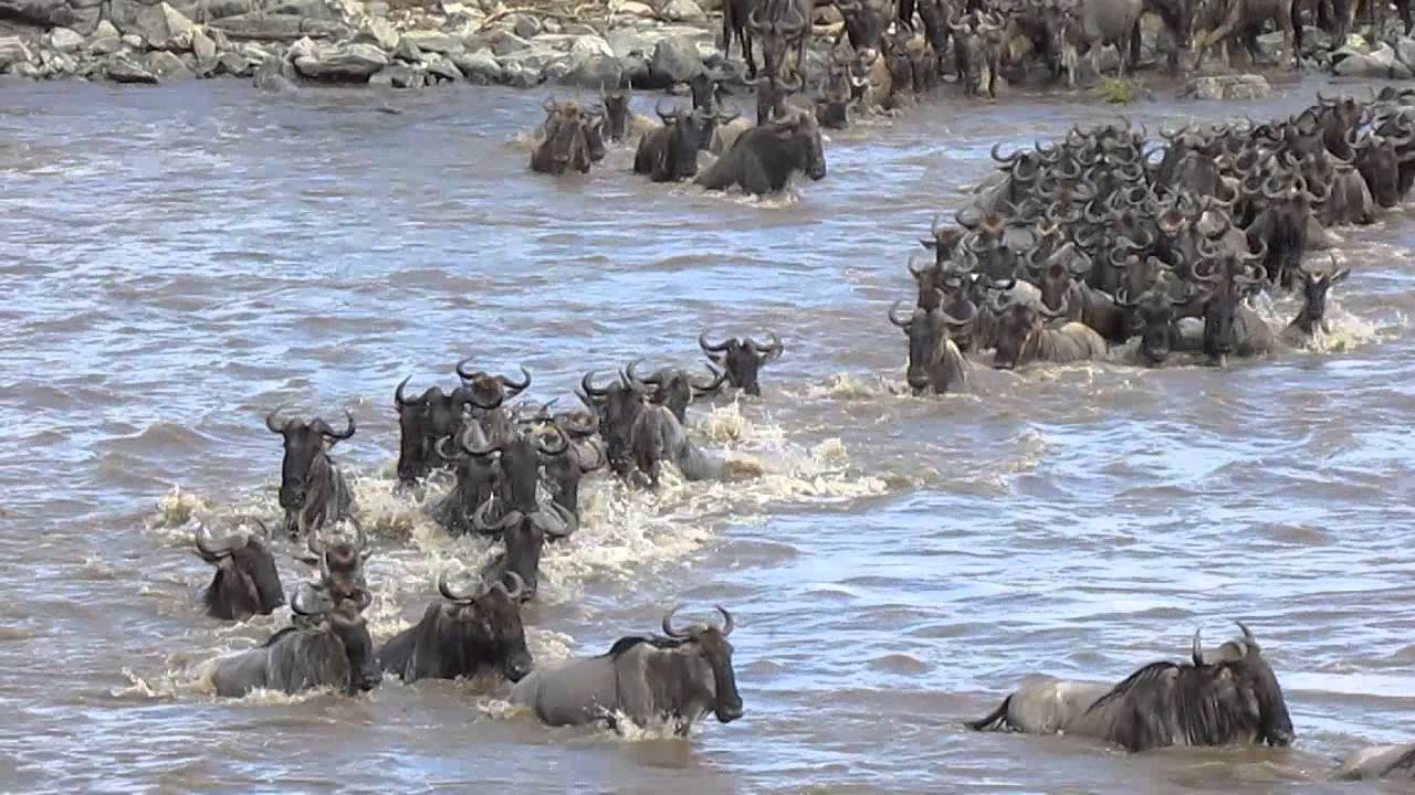 Mara River crossing at crossing point 9 in the northern Serengeti