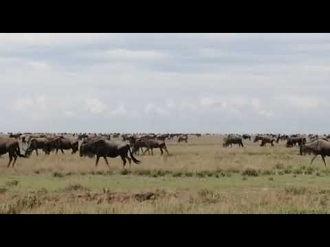 Wildebeest herds spotted in the Southern Serengeti