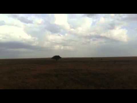 Lots of rain in the Serengeti - HerdTracker migration update 30 July 2015