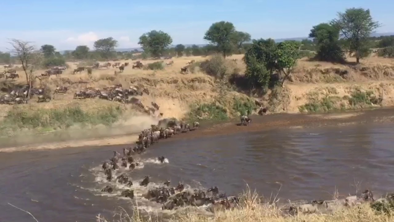 Crossings continue at point No 0 from the north towards the Southern Serengeti