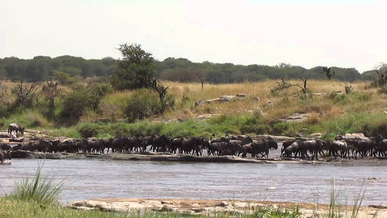 HerdTracker Africa Migration Update 20 July Lemala Camps Mara River Serengeti