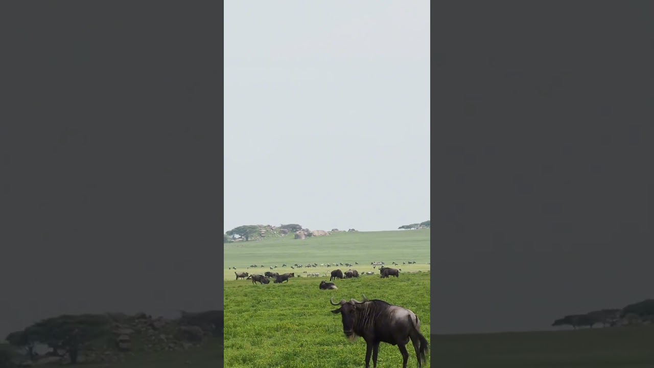Huge wildebeest herd spotted grazing near Gol Kopjes in the Serengeti!