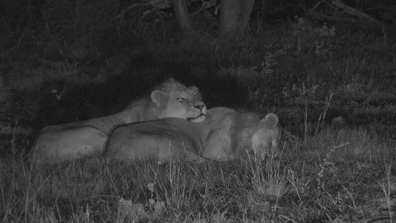 Infrared Night Vision Camera Films Wildlife in Kruger