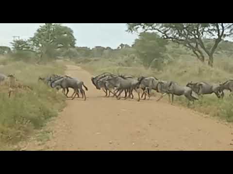 Migration crossing Fort Ikoma area heading to Kirawira area !