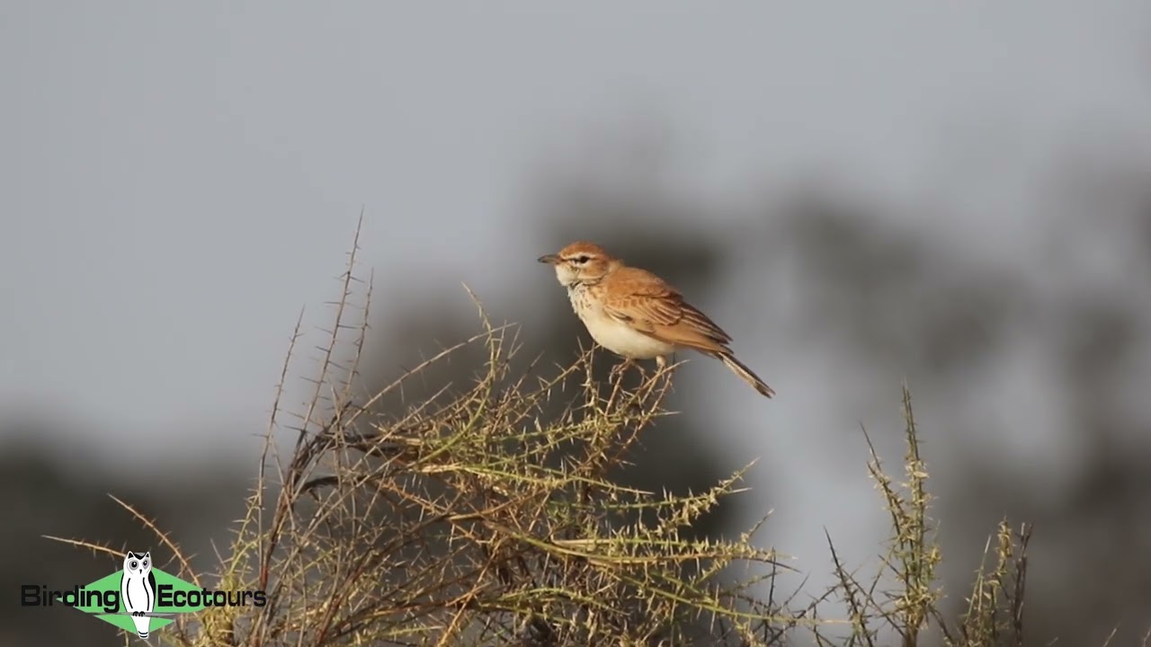 Dune Lark - The only Namibian endemic bird!