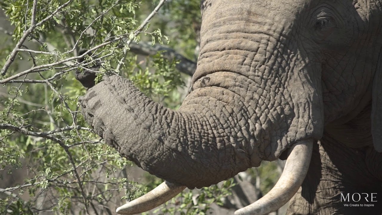 Lion Sands - An African Wildlife Eden
