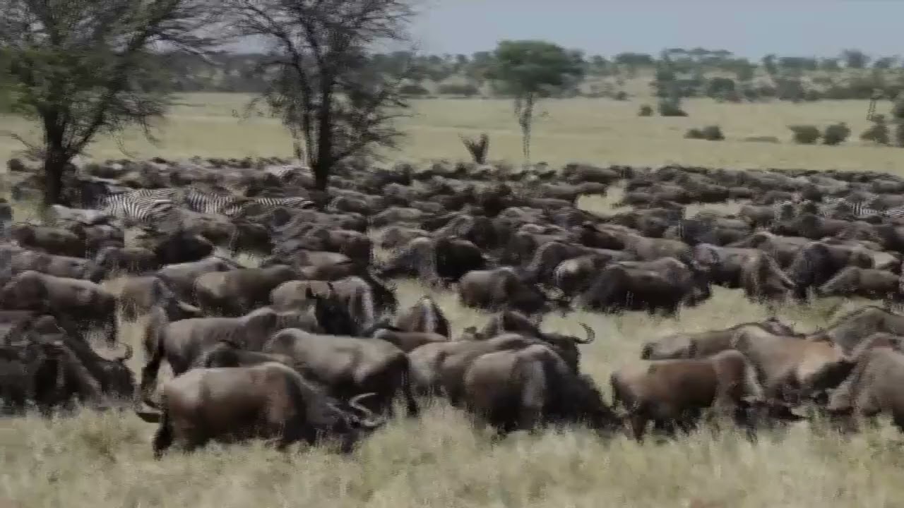 Huge wildebeest herd spotted near Togoro Plains!