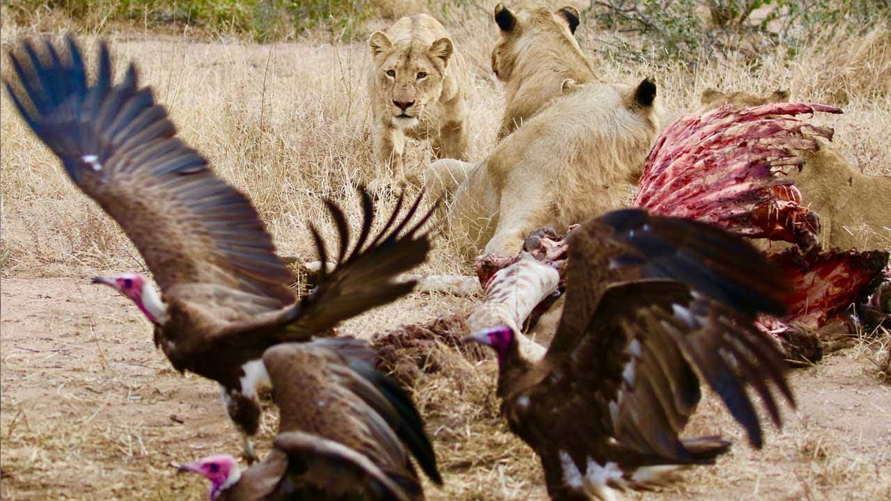 Lions, Vultures & Hyenas on Giraffe Carcass