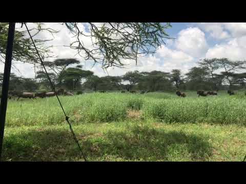 Latest #HerdTracker update: Herds starting to settle into the short grass plains around Lake Ndutu