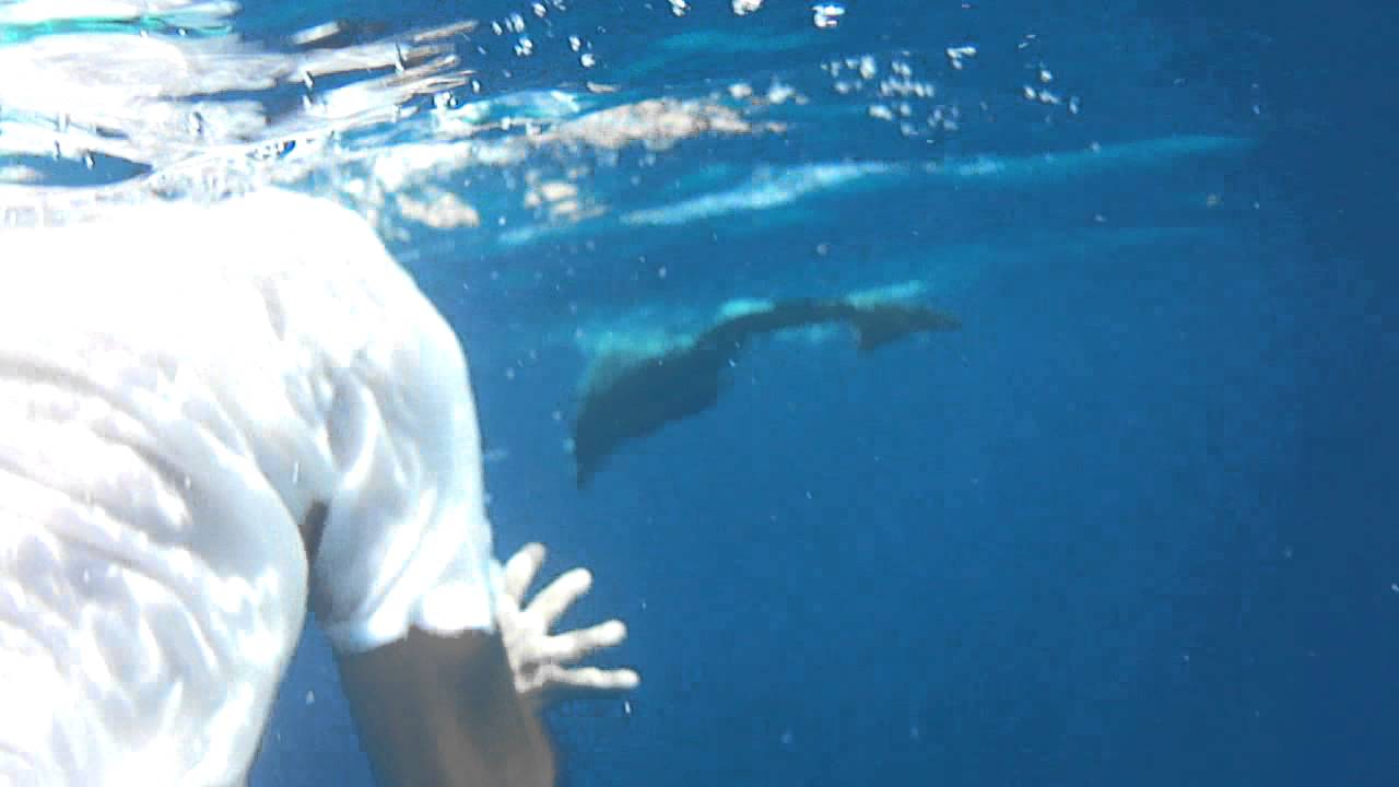 Ibo Island Lodge Dolphin Safari  🐬 | Ibo Island Lodge | Quirimbas Archipelago