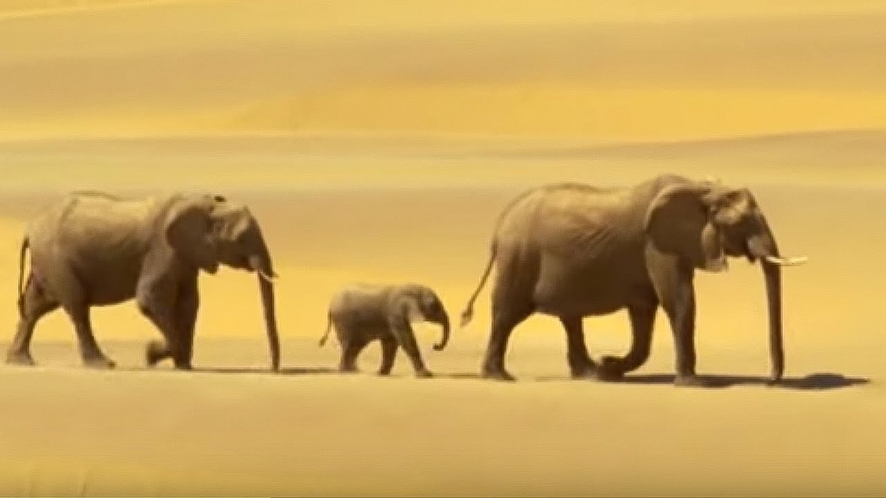 Elephants in the Namib Desert | Wild Africa | BBC Earth