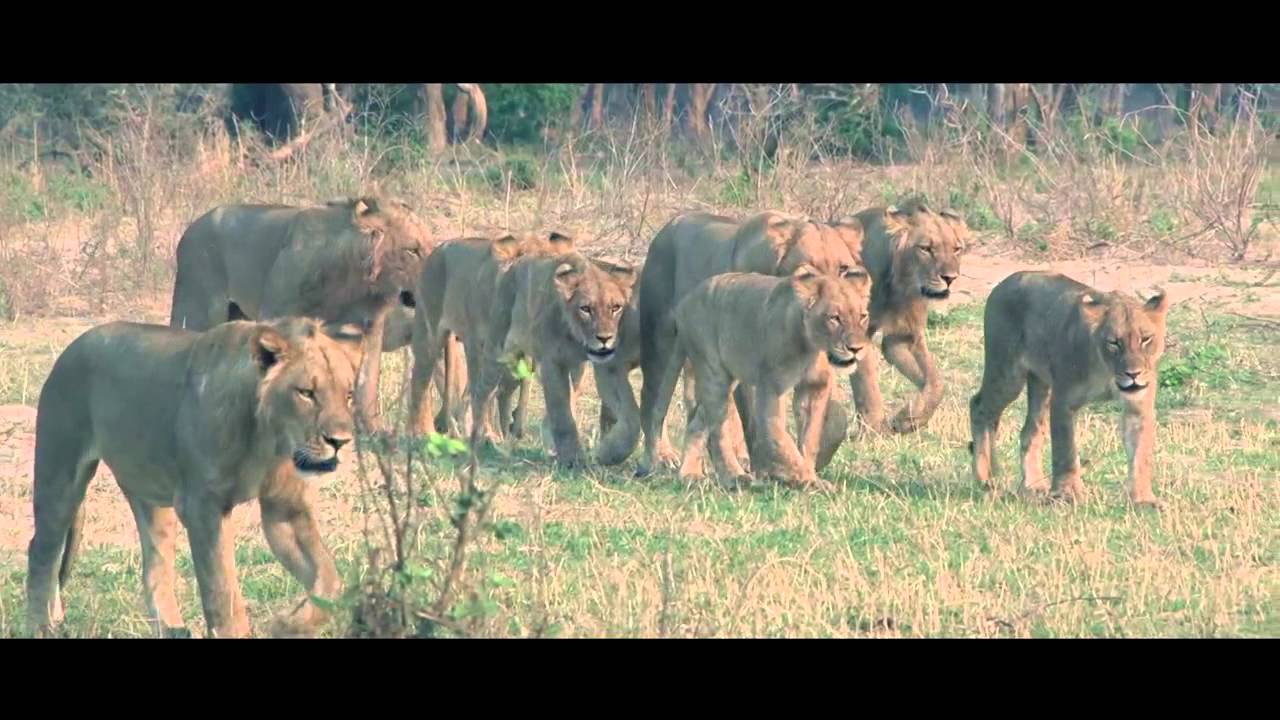 4 Days at Chiawa Camp and Old Mondoro