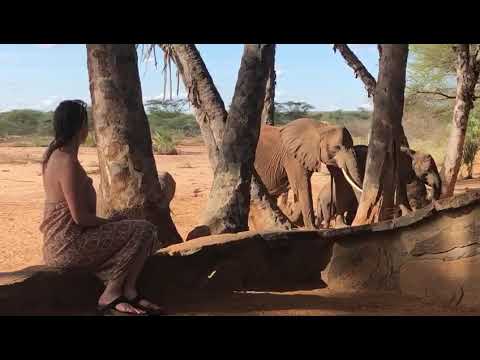 Elephants in camp at Saruni Rhino